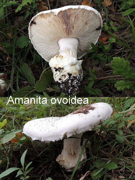 Amanita ovoidea-amf221-1.jpg - Amanita ovoidea ; Syn1: Amanita leiocephala ; Syn2: Amidella ovoidea ; Nom français: Amanite ovoïde